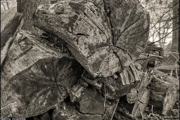 Free stack of firewood offcuts
